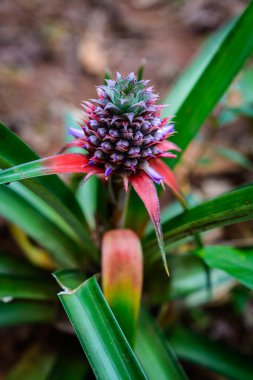 Ananas bitki
