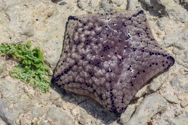 Seashell Zanzibar — Stok fotoğraf