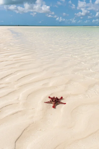 Playa de Zanzíbar — Foto de Stock