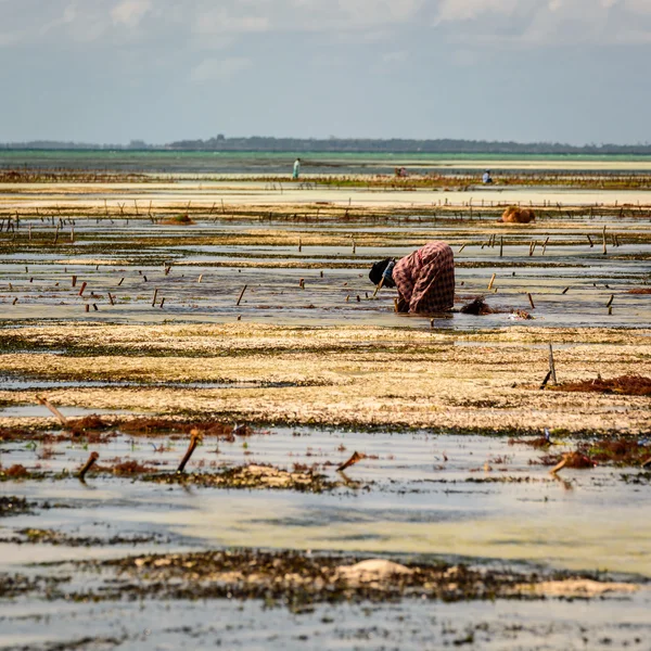 Işçi Zanzibar — Stok fotoğraf