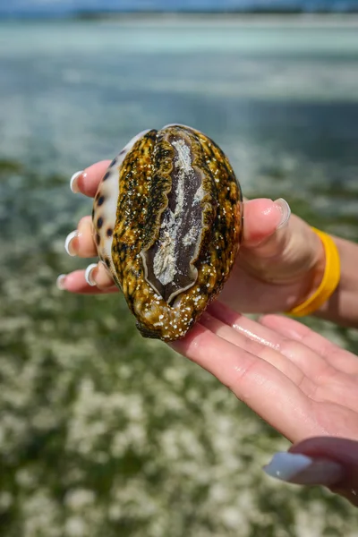 Seashell — Stock Photo, Image