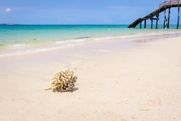 Un bonito caparazón — Foto de Stock