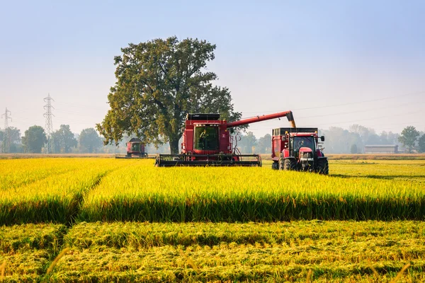 Rice — Stock Photo, Image