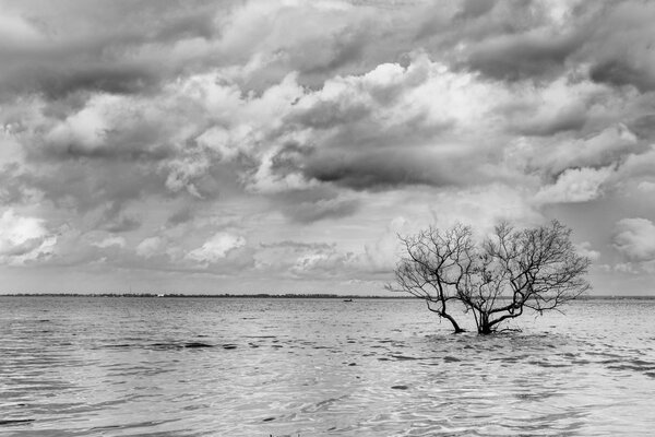 Arbre Noir et Blanc — Photo