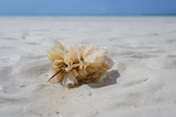 Coral Zanzíbar — Foto de Stock