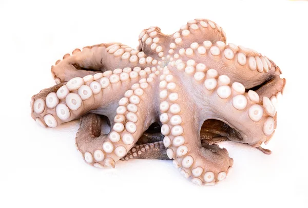 Octopus defrozed — Stock Photo, Image