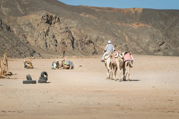 Бедуины возвращаются домой — стоковое фото