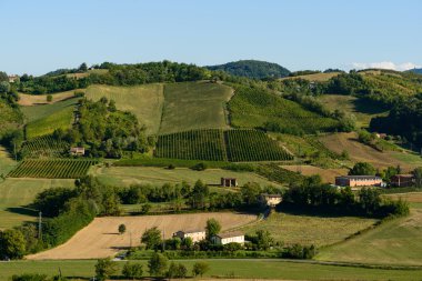 Castell'Arquato üzüm bağları göster