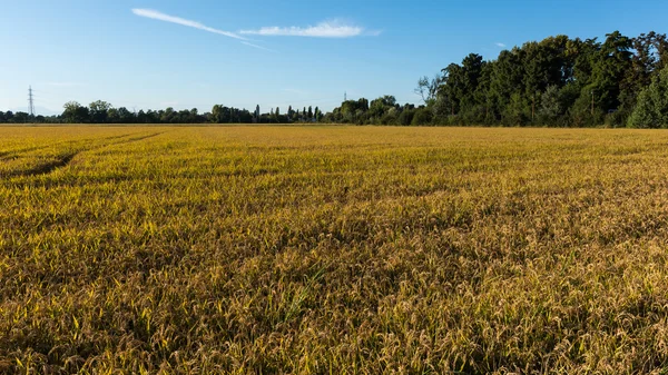 Rice fields panorama — Stock Photo, Image