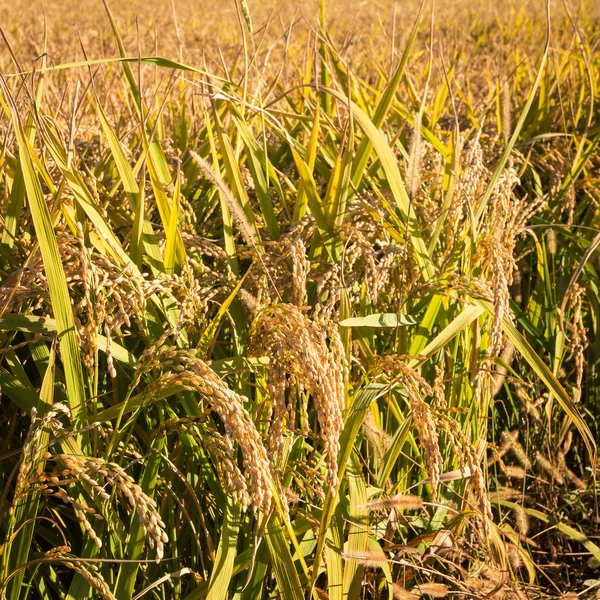 Rice field macro — Stock Photo, Image