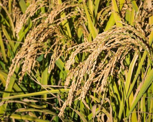 Uszy ryżu — Zdjęcie stockowe