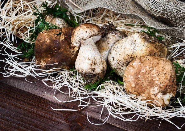 Cogumelos boletus edulis — Fotografia de Stock