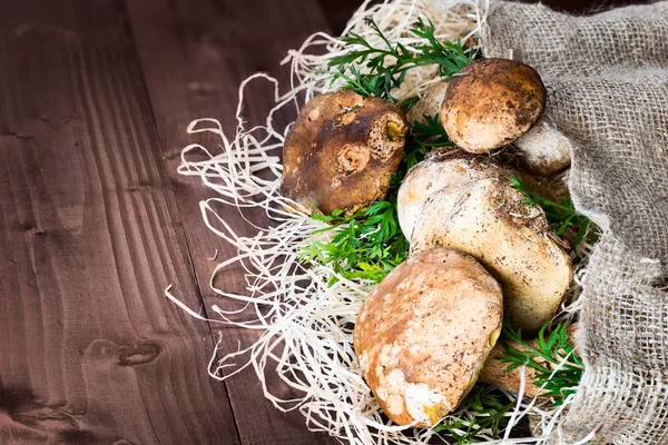 Stillleben mit Steinpilzen — Stockfoto