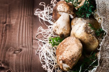 Taze mantar porcini