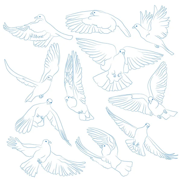 Conjunto Aves Voladoras Aisladas Ilustración Vectorial — Archivo Imágenes Vectoriales
