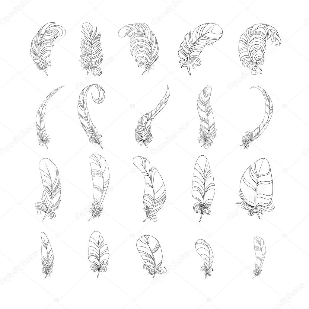 Feathers on white background