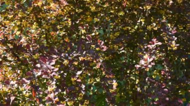 Baharda böğürtlen çiçekli dallar (Berberis vulgaris). Berberis vulgaris, aynı zamanda barberry olarak da bilinir. Sarı çiçek çalısı. Arı böcekleri böğürtlen nektarını içerler.. 