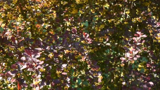 가지에 바베리 베르베 독수리 버리스 독수리는 바베리로도 알려져 있습니다 벌들은 — 비디오