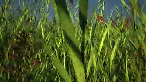 Vuelo dentro de hierba verde — Vídeo de stock