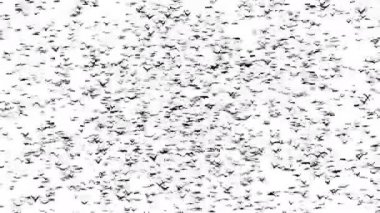 Kuşlar önlü bir sürü oluşturan kelime Cadılar Bayramı. 4 k animasyon