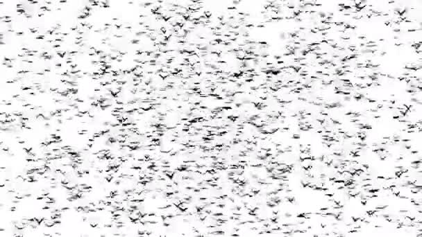 Ένα διπλός σμήνος πουλιών που σχηματίζουν λέξη Απόκριες. 4 k κινούμενα σχέδια — Αρχείο Βίντεο