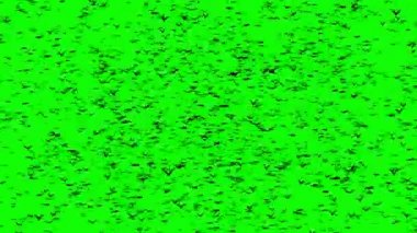 Kuşlar önlü bir sürü yeşil ekranda kelime halloween - şekillendirme. 4 k animasyon