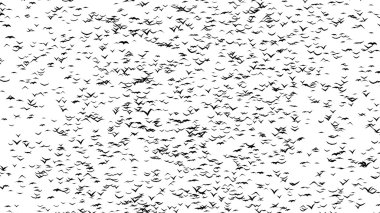 Kuşlar önlü bir sürü oluşturan kelime halloween - timelapse, stop motion animasyon parçası