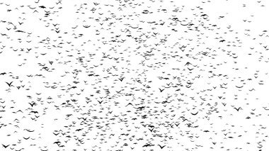 Uçan Kuşlar sürüsü mezar haçlar - timelapse, durmak devinim, gif animasyon parçası formlar