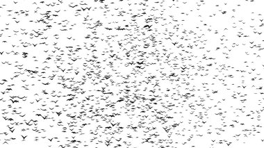 Uçan Kuşlar sürüsü mezar haçlar - timelapse, durmak devinim, gif animasyon parçası formlar