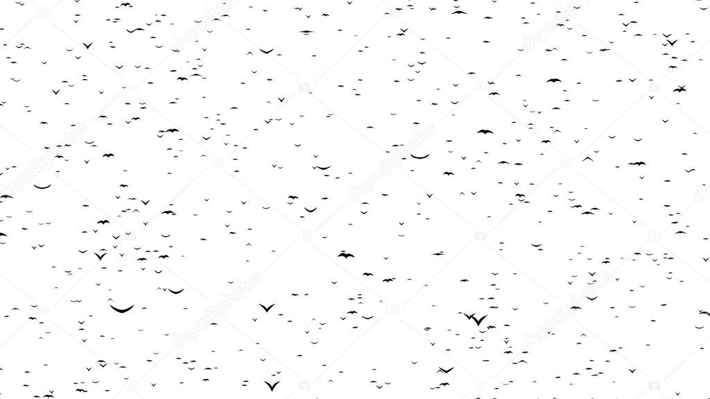 A half flock of flying birds forms the words BLACK FRIDAY - part of timelapse, stop motion, gif animation