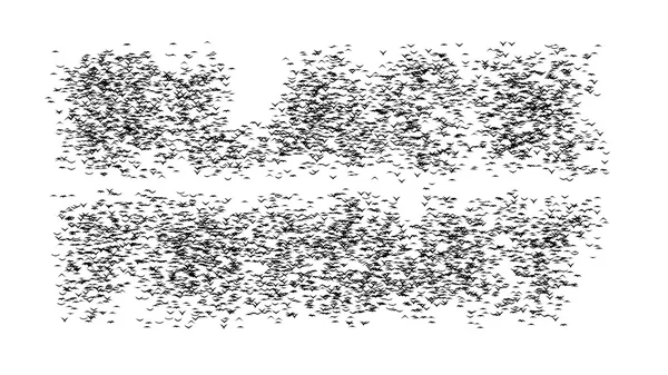 Una bandada de pájaros voladores forma las palabras VIERNES NEGROS - parte de timelapse, stop motion, animación gif — Foto de Stock