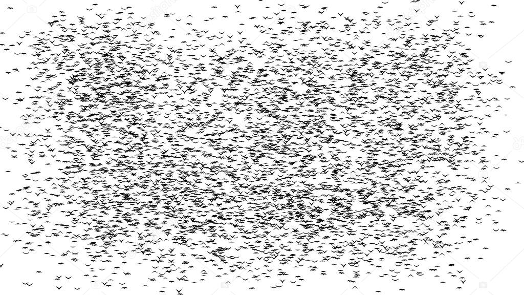 A duple flock of flying birds forms the words BLACK FRIDAY - part of timelapse, stop motion, gif animation