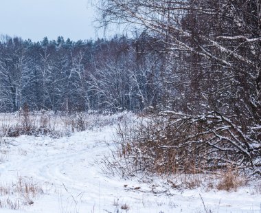 Kışın huş ağacı