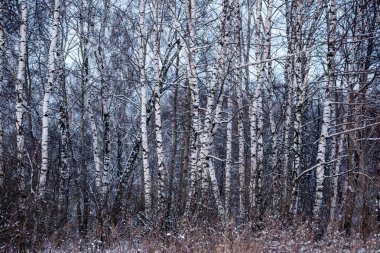 Kışın huş ağacı