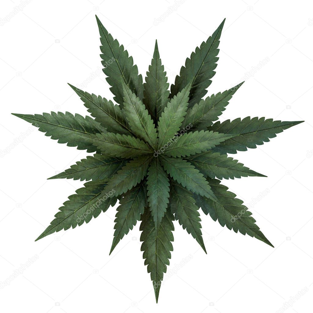 3d render illustration realistic cannabis leaf mandala