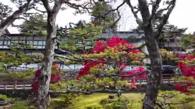 Sonbahar renklerine sahip Japon bahçesi ve Kasım ayında oyulmuş ağaçlar. Yüksek kalite 4k görüntü