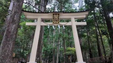 Japonya 'da Lush Ormanı ile çevrili kutsal Beyaz Torii Kapısı. Yüksek kalite 4k görüntü