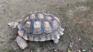 Japonya Hayvanat Bahçesinde Büyük Kara Kaplumbağası Yürüyüşü. Yüksek kalite 4k görüntü