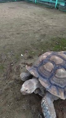 Japonya Hayvanat Bahçesinde Büyük Kara Kaplumbağası Yürüyüşü. Yüksek kalite 4k görüntü