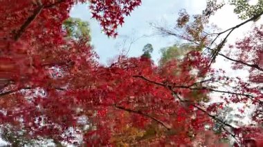 Parlak Kızıl Japon Akçaağaç Yaprakları Açık Mavi Sonbahar Gökyüzüne Karşı. Yüksek kalite 4k görüntü