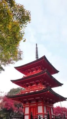 Japonya 'nın Kyoto kentinde sonbahar yapraklarıyla çevrili Kiyomizu-dera Tapınağı. Yüksek kalite 4k görüntü