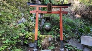 Japonya 'nın Kyoto kentindeki Otagi Nenbutsu-ji Tapınağı' nda Yosun kaplı Rakan Taş Heykelleri. Yüksek kalite 4k görüntü