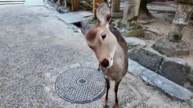 Yaz yağmurundan sonra Nara Parkı 'nda geyik otlağı. Yüksek kalite 4k görüntü