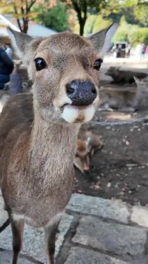 Yaz yağmurundan sonra Nara Parkı 'nda geyik otlağı. Yüksek kalite 4k görüntü