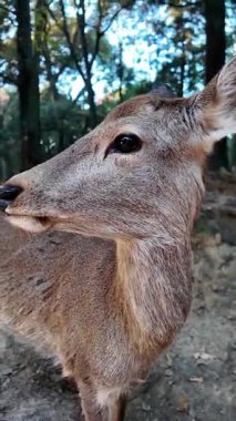Yaz yağmurundan sonra Nara Parkı 'nda geyik otlağı. Yüksek kalite 4k görüntü