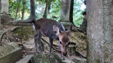 Yaz yağmurundan sonra Nara Parkı 'nda geyik otlağı. Yüksek kalite 4k görüntü