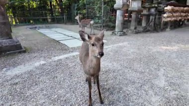Yaz yağmurundan sonra Nara Parkı 'nda geyik otlağı. Yüksek kalite 4k görüntü