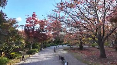 Japon akçaağaç yaprakları sonbaharda kıpkırmızı olur. Yüksek kalite 4k görüntü