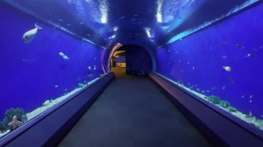 Okyanus Aybalığı Japonya 'da büyük bir akvaryumda yüzüyor. Yüksek kalite 4k görüntü