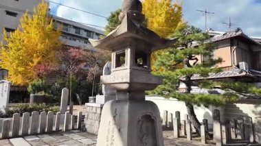 Huzurlu bir Japon bahçesindeki Yeşil Bitkilerle çevrili bir göl tarafından çevrelenmiş Stone Garden Feneri. Yüksek kalite 4k görüntü